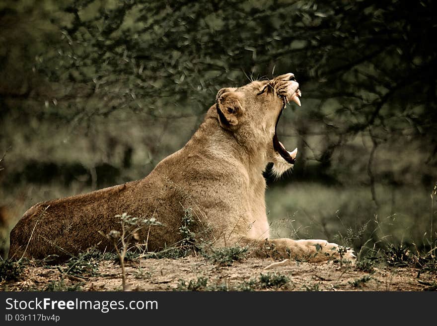 Lioness yawn