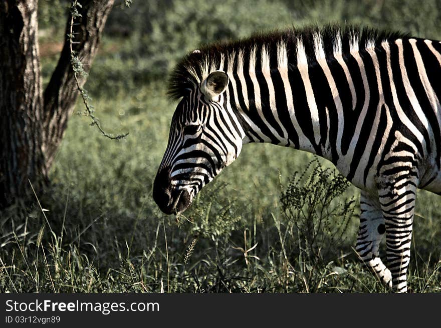 Zebra In Kruger National Park, South Africa