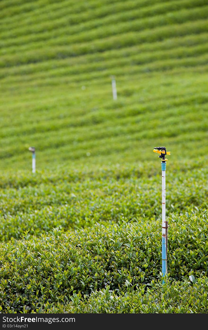 Green tea farm with blue sky background