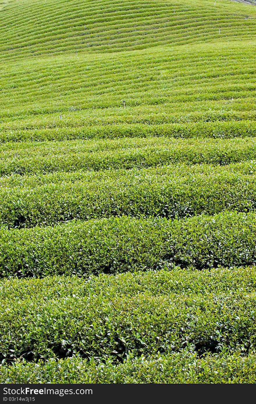 Green tea farm in thailand