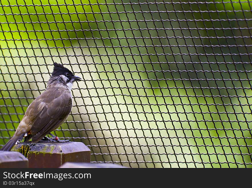 Pycnonotus cafer inside a bird net