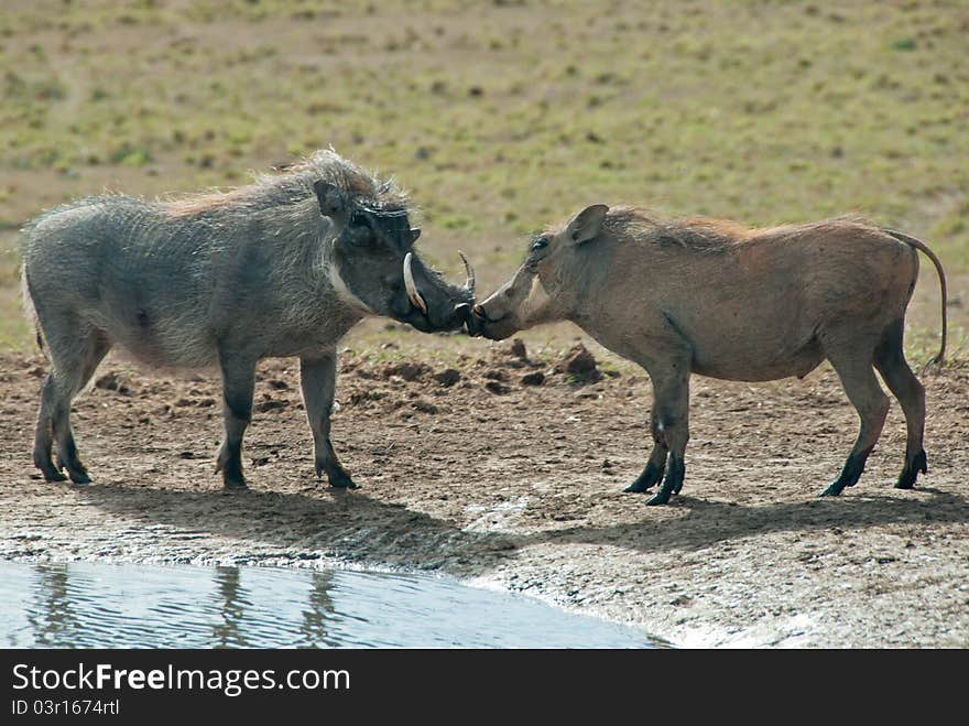 Kissing warthogs