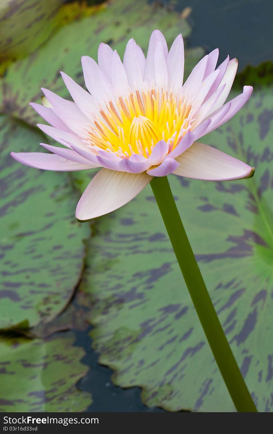 Close-up of beautiful pink lotus