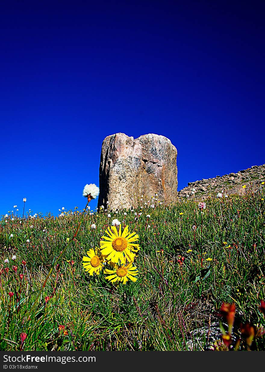 Mountain flower with blue sky. Mountain flower with blue sky