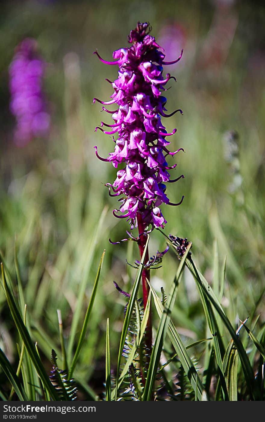 Mountain flower with blue sky. Mountain flower with blue sky