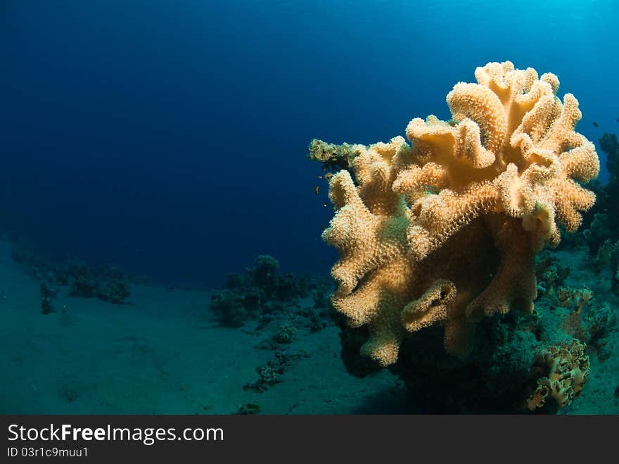 Mushroom coral