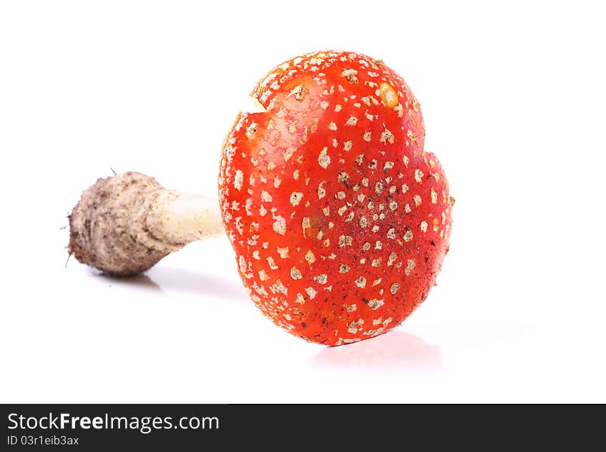 Red amanita isolated on white background