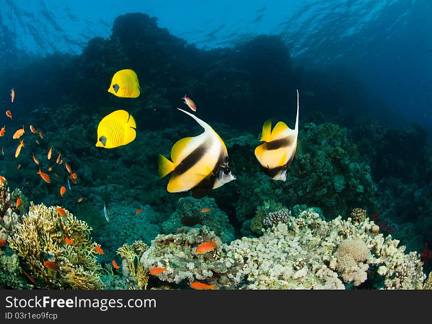 Fairy basslets swimming along a reef, Egypt. Fairy basslets swimming along a reef, Egypt