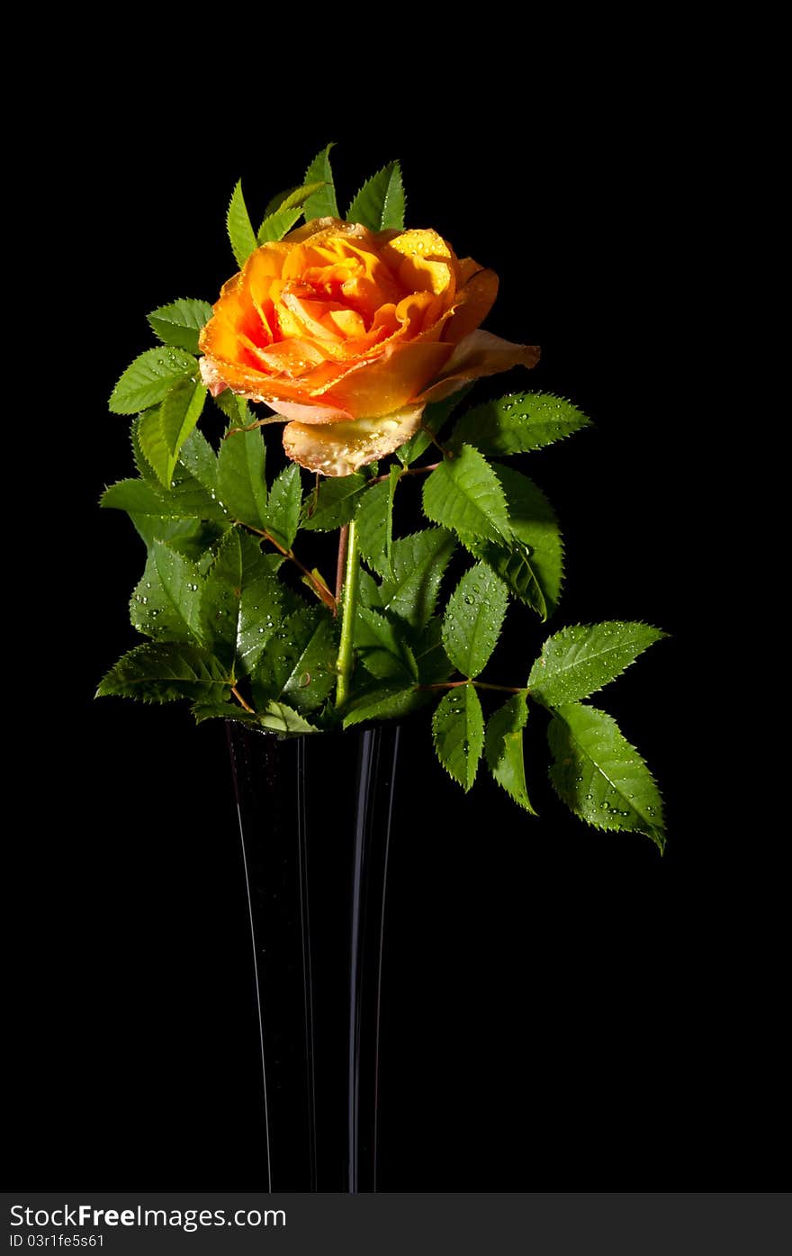 The tea rose on the black background. The tea rose on the black background