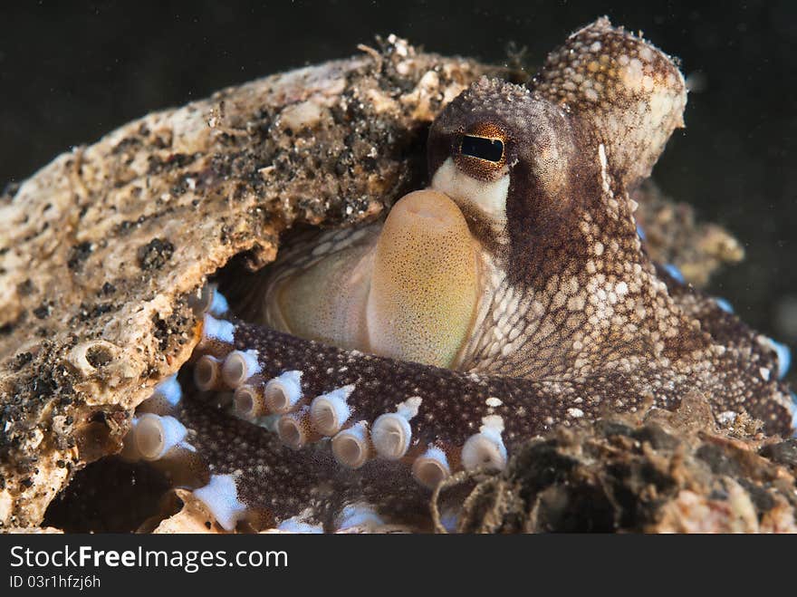 An octopus seeking protection in a shell, Raja Ampat, Indonesia. An octopus seeking protection in a shell, Raja Ampat, Indonesia