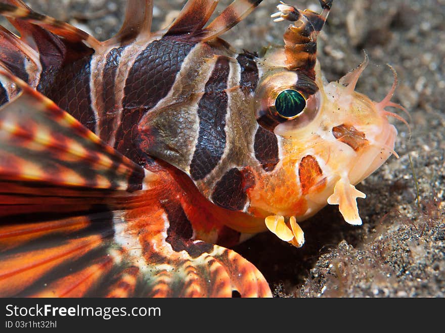 A common lionfish lying on the sea bed, Sulawesi, Indonesia. A common lionfish lying on the sea bed, Sulawesi, Indonesia