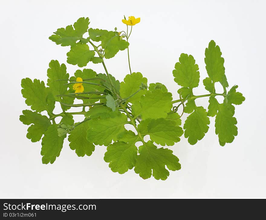 Celandine in studio on white