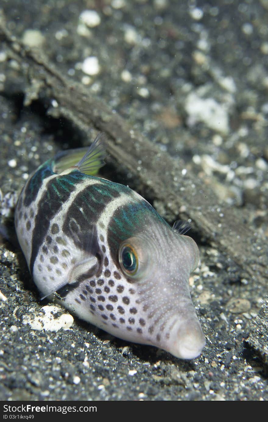 Pouting Pufferfish