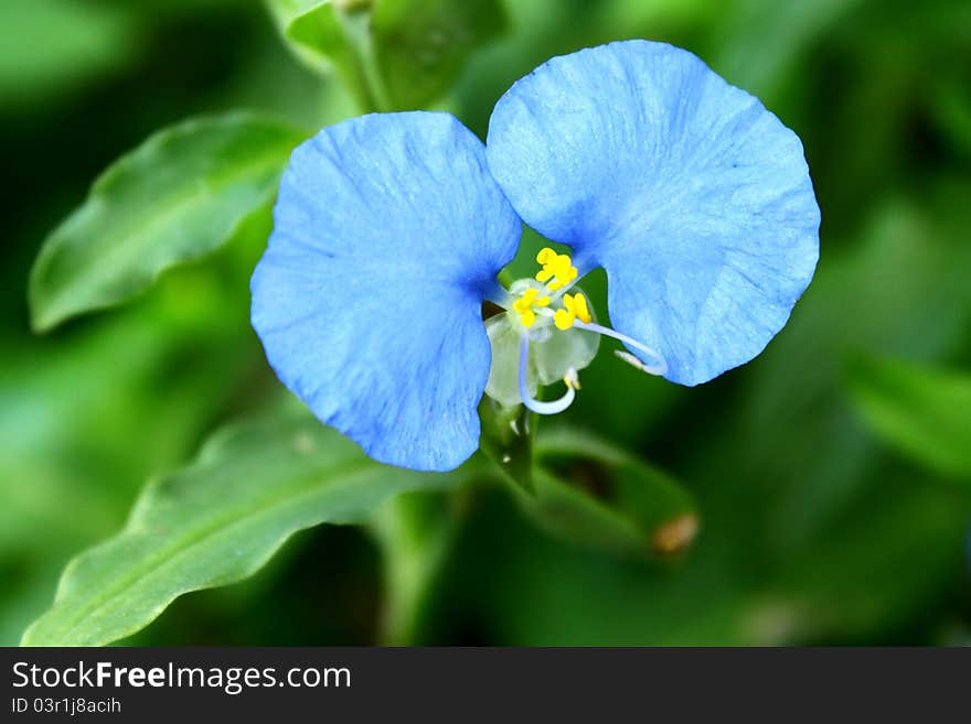 Elephant ears flower