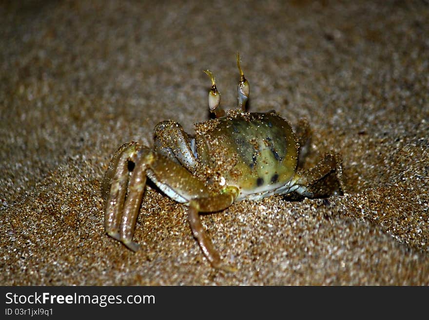 A common night crab crawling out of his hole. A common night crab crawling out of his hole.