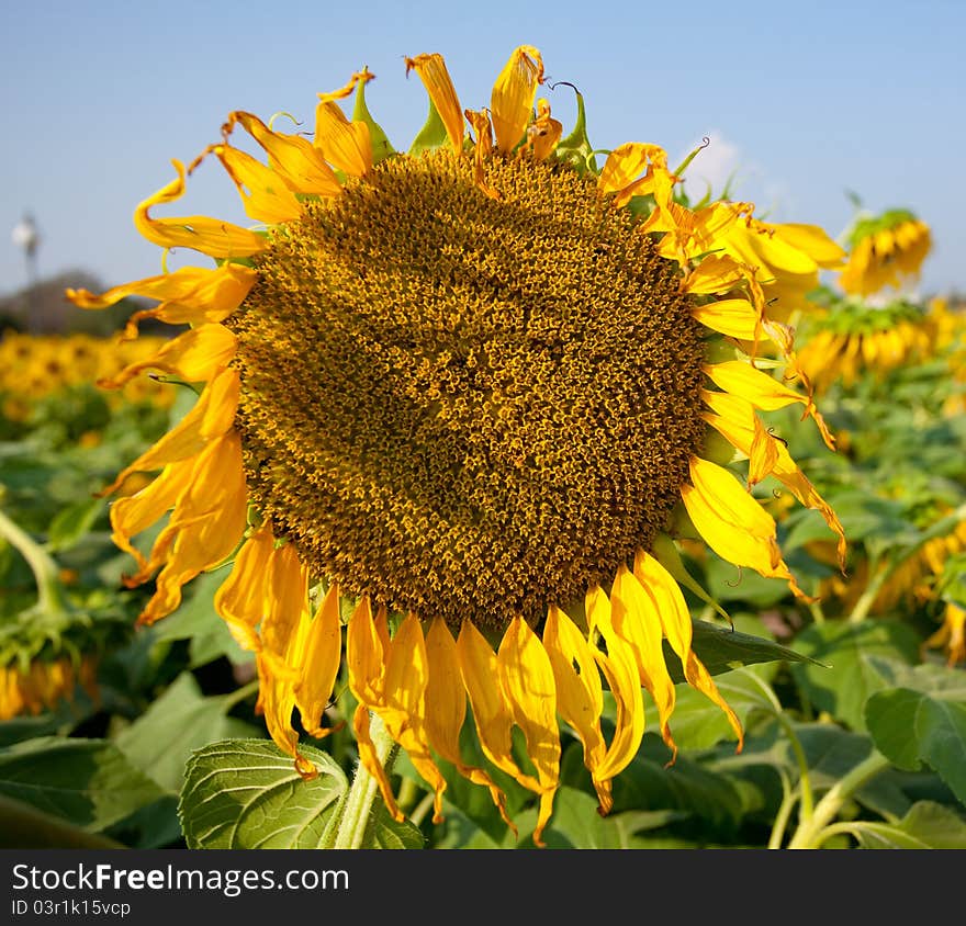 Withered sunflower with blue sky