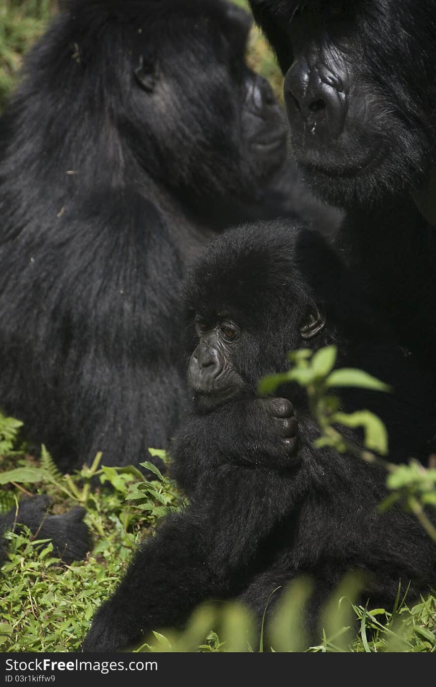 Gorilla looking after her child in the forest, Rwanda. Gorilla looking after her child in the forest, Rwanda