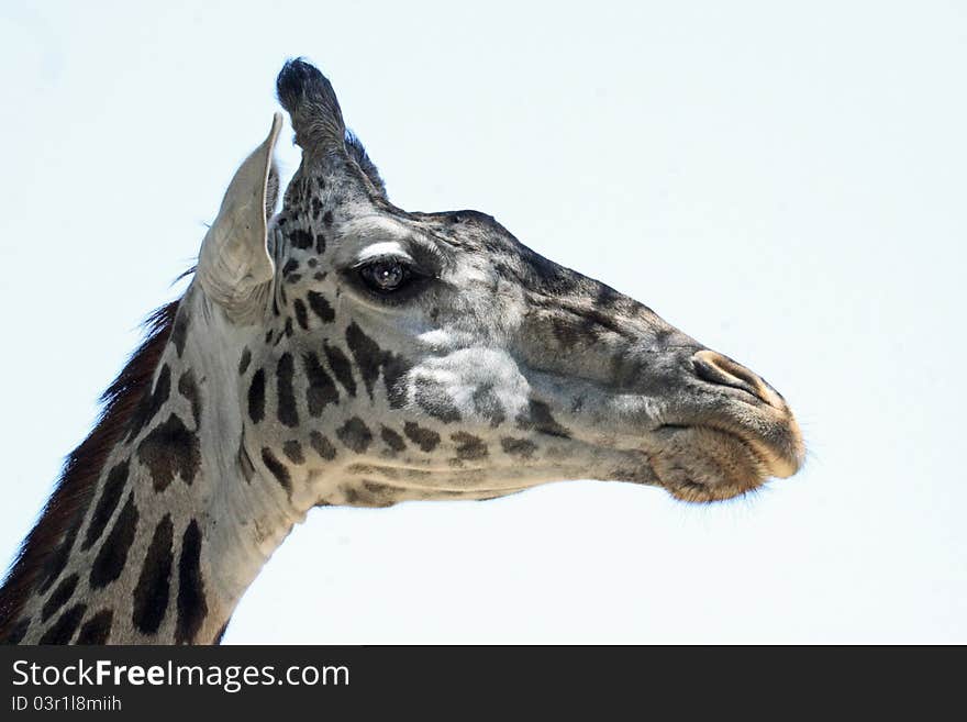 Close Up Detail Of Male Giraffe Looking Right. Close Up Detail Of Male Giraffe Looking Right