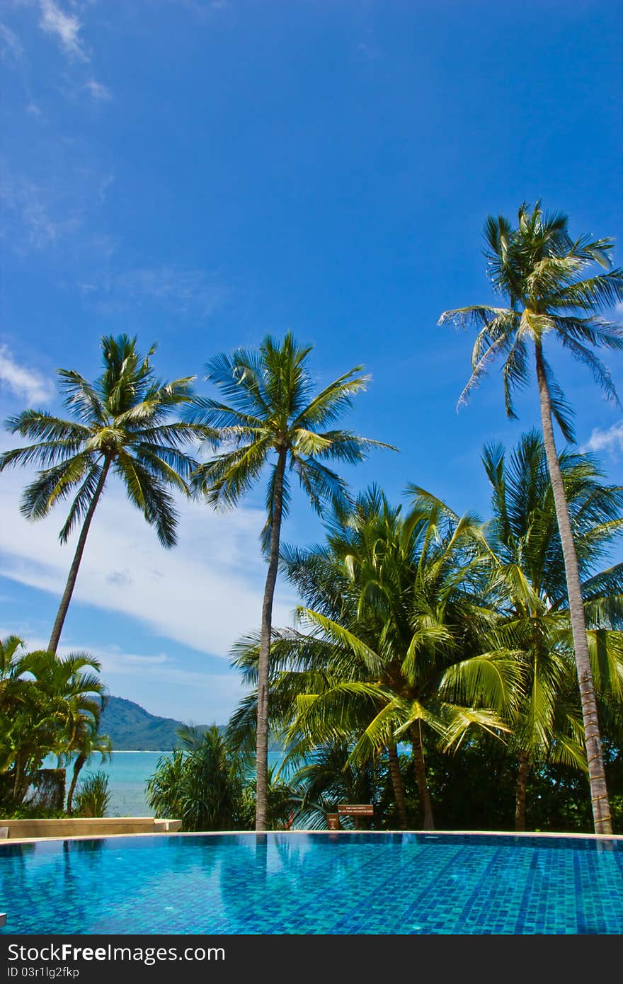 Swiming pool and coconut tree