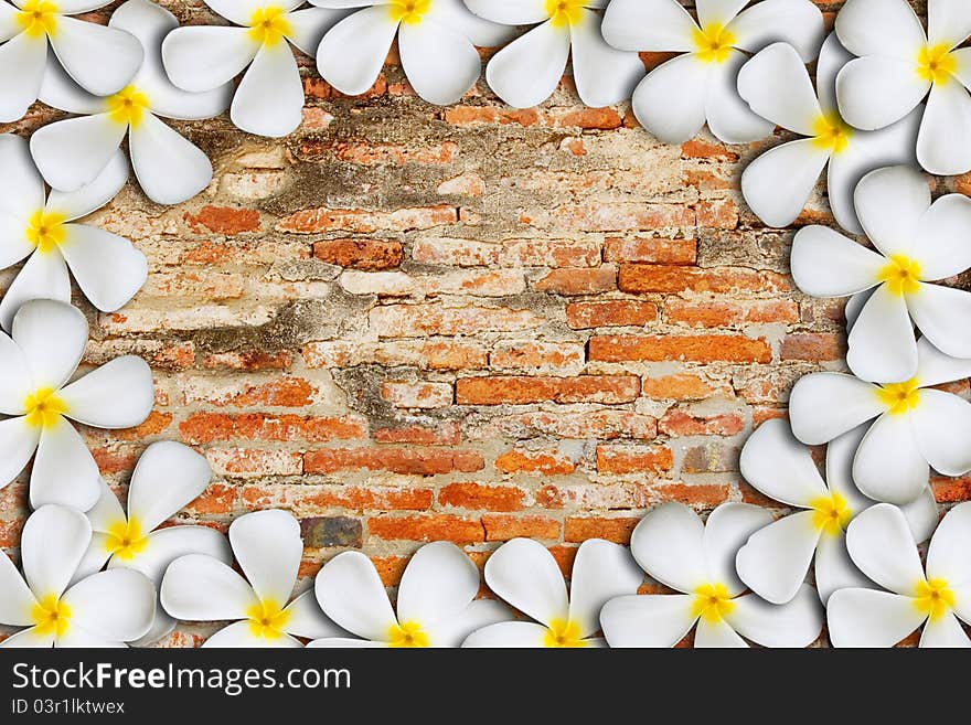 Frangipani tropical flowers on brick background. Frangipani tropical flowers on brick background