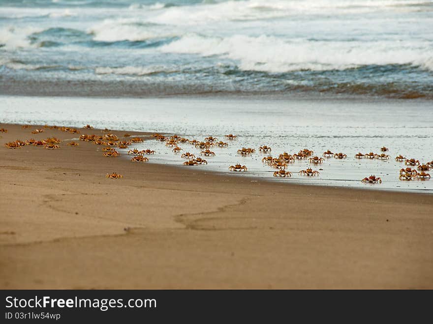 A group of crabs moving across the beach, South Africa. A group of crabs moving across the beach, South Africa