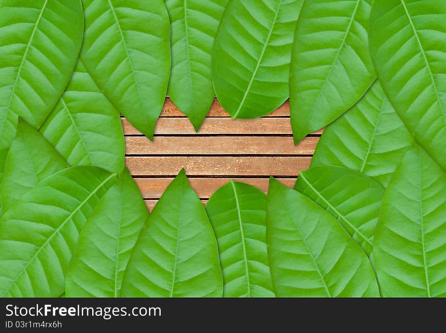 Green leaves on wood background