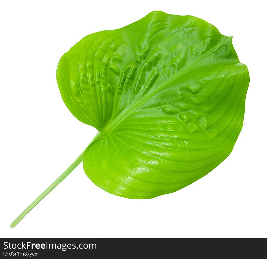 Green leaf isolated on white background