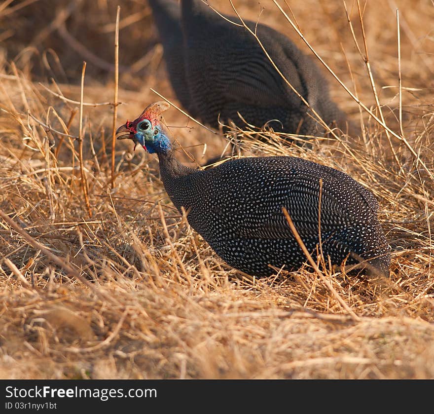 Guineafowl