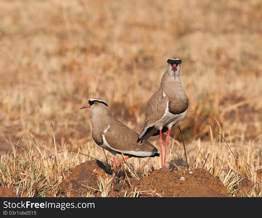 Pair of crowned plovers