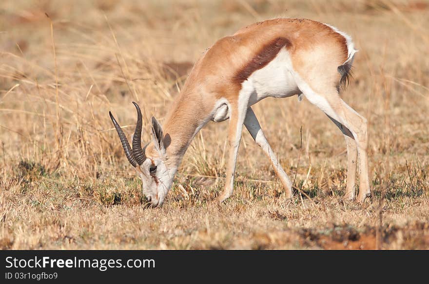 Male Springbok grazing in dry grassland. Male Springbok grazing in dry grassland