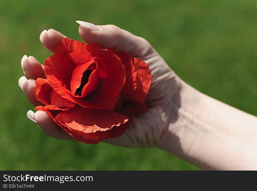 Gorgeous poppy flower held in a woman's hand. Gorgeous poppy flower held in a woman's hand