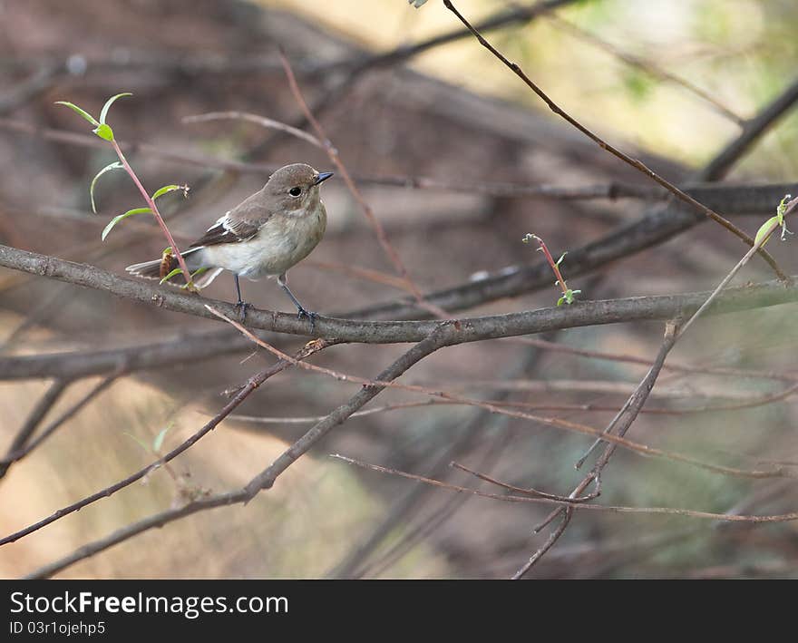 A hidden Pied Flycatcher