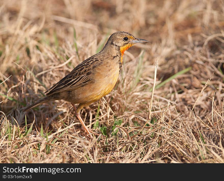 Orangethroated Longclaw