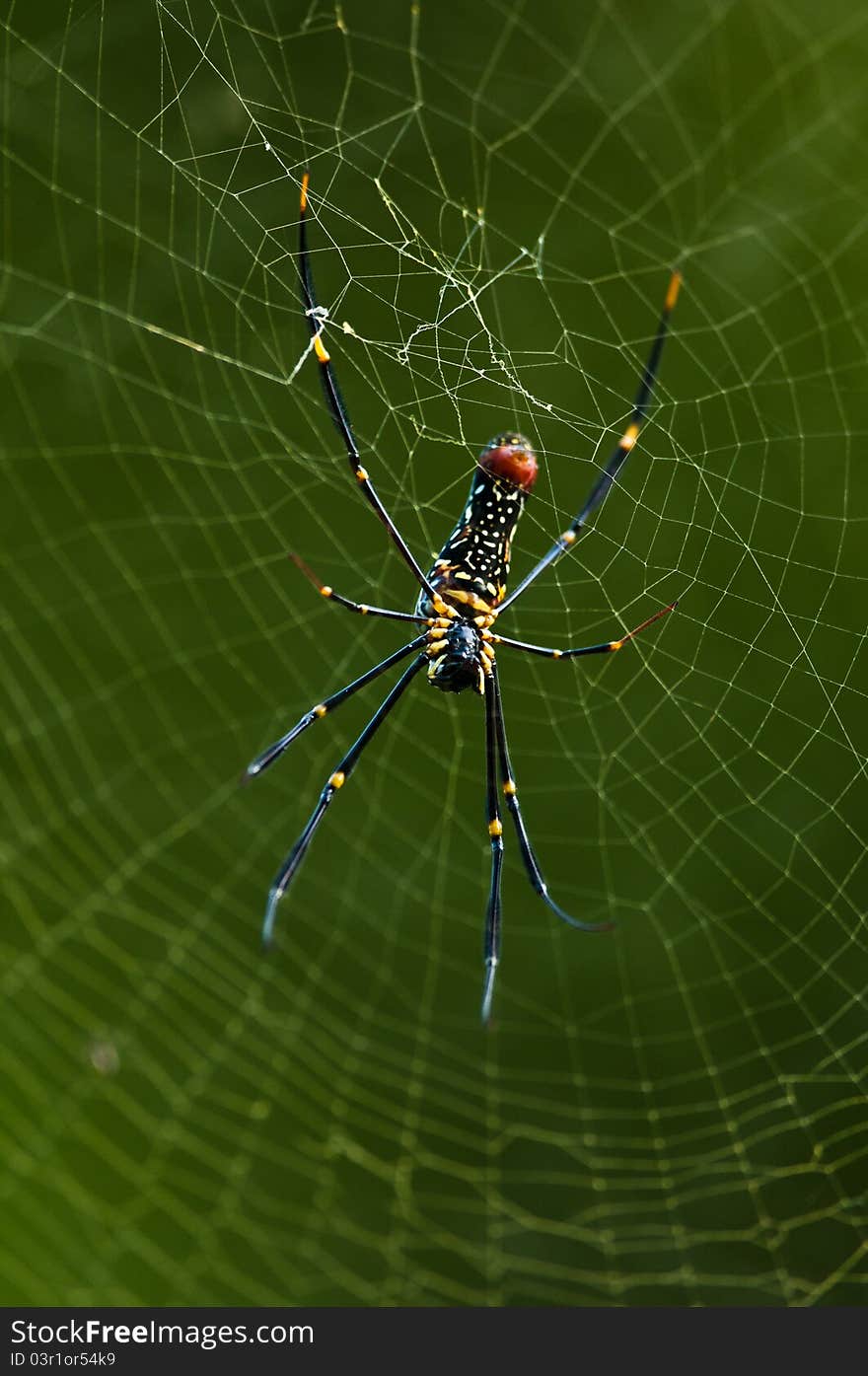 Golden silk orb weaver spider named Nephila Pilipes creating its large web. Golden silk orb weaver spider named Nephila Pilipes creating its large web