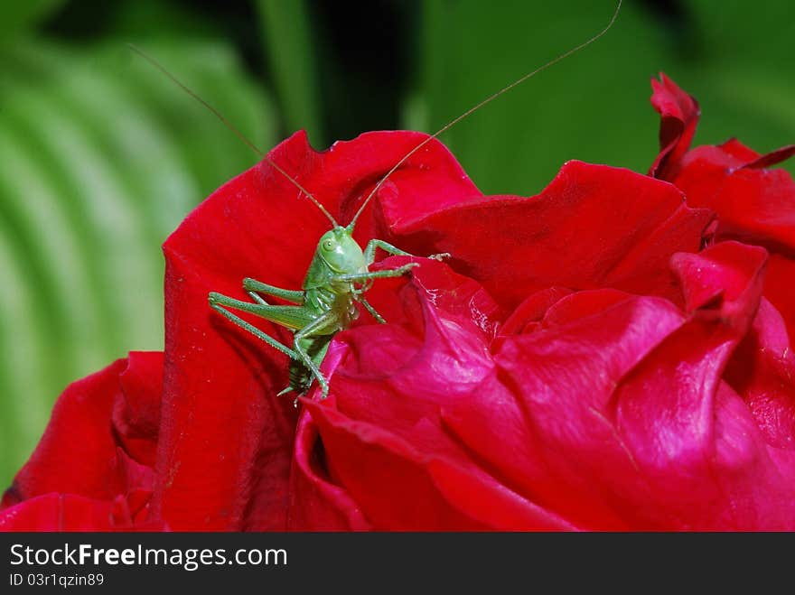 Small green grasshopper comes from bleed red