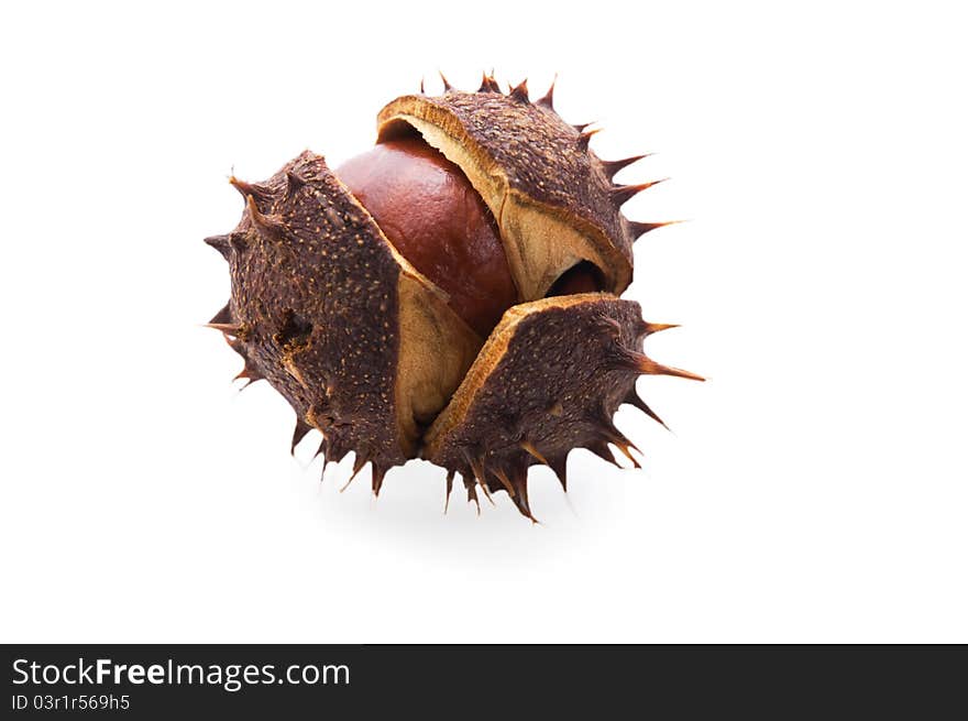 Chestnut have prickly crust with thorn in autumn