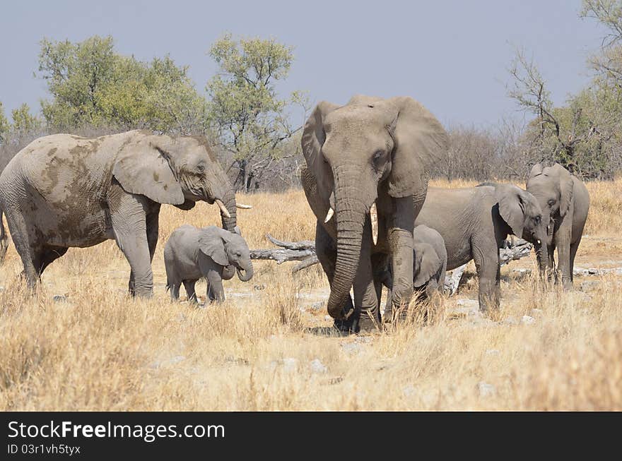 Herd of mother and calf elephants. Herd of mother and calf elephants