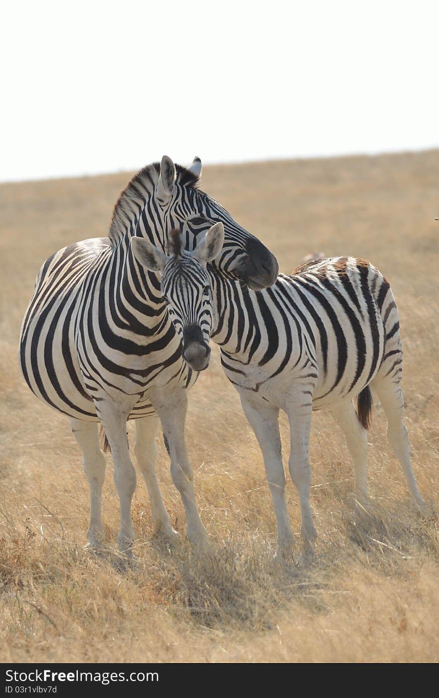 Nuzzling Zebras