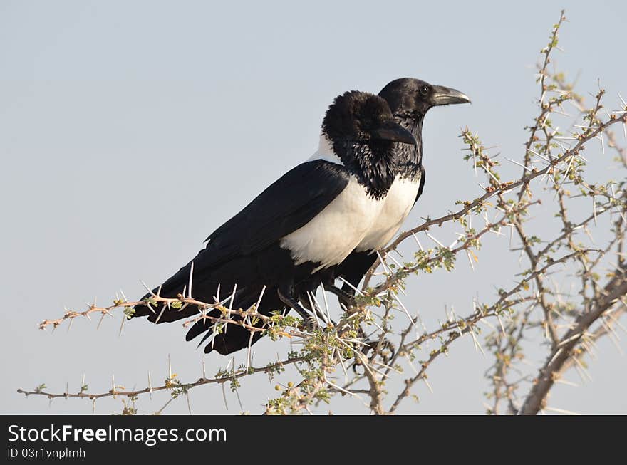 Pair of african pied crows