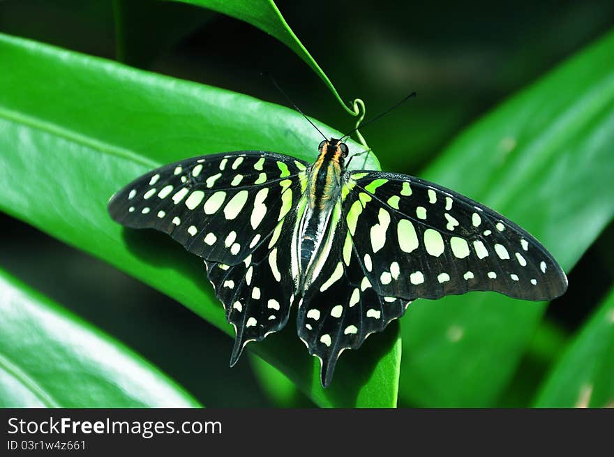 The Tailed Jay Butterfly