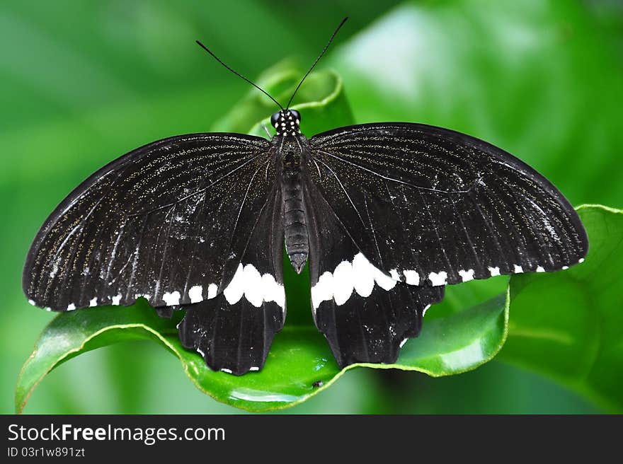 Male Common Mornmon Butterfly