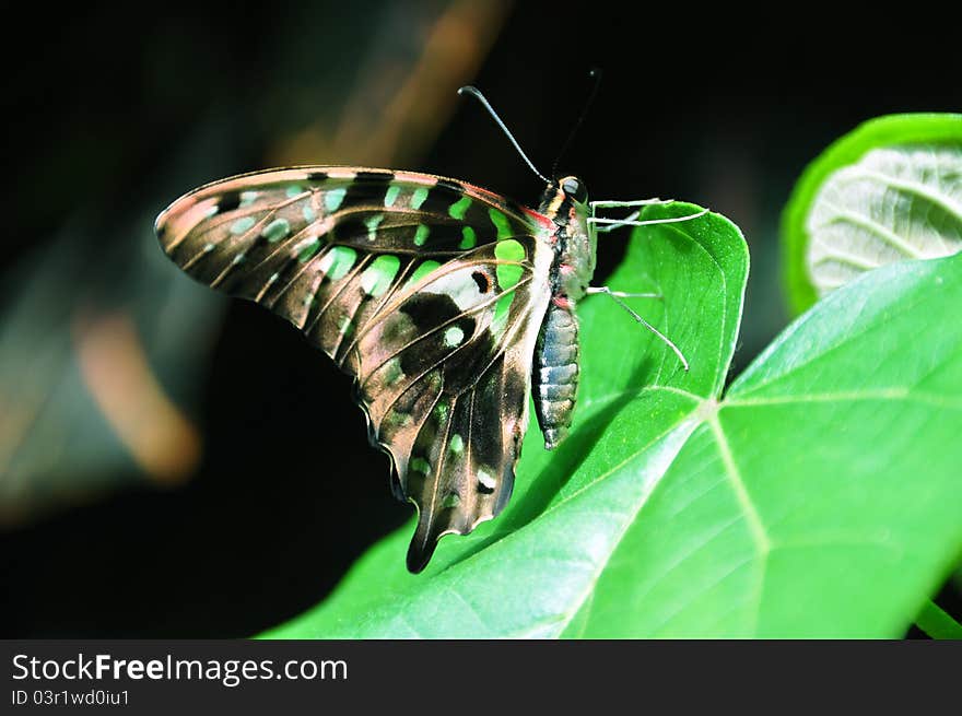 A butterfly waits its turn before take off. A butterfly waits its turn before take off.