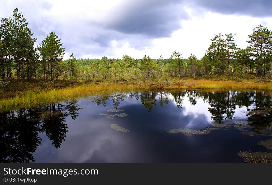 Swamp lake at cloudy day and trees