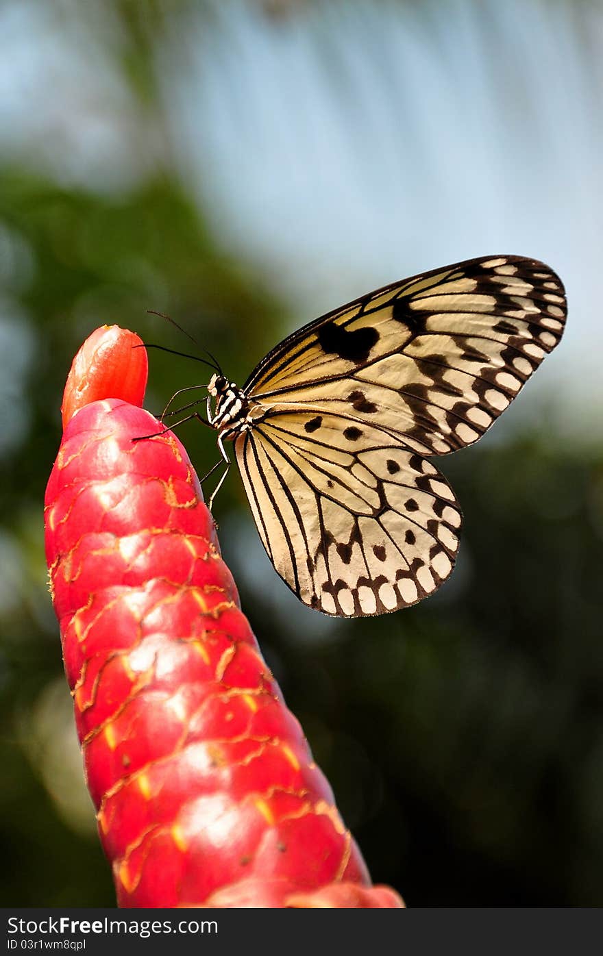 A red plant attracts a tree nymph butterflies curiosity. A red plant attracts a tree nymph butterflies curiosity.