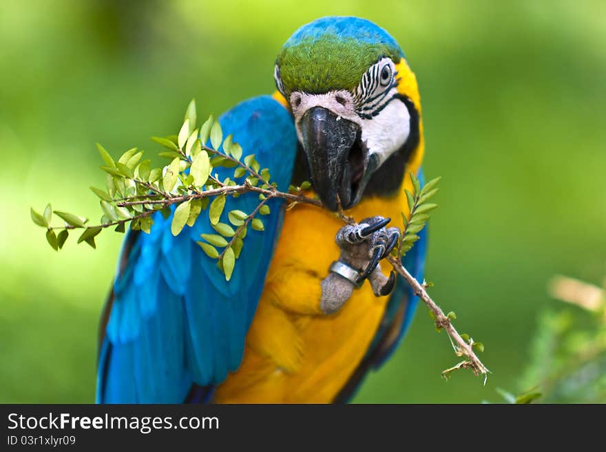 Ara ararauna parrot holding a twig