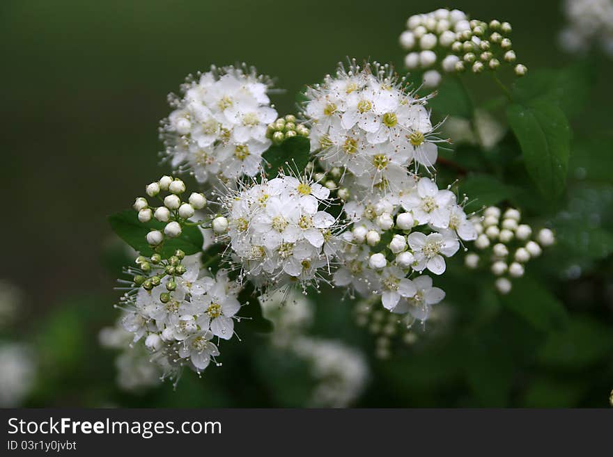 White flowers