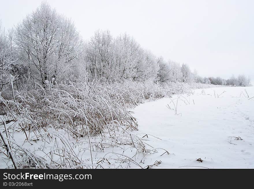 Winter Trees