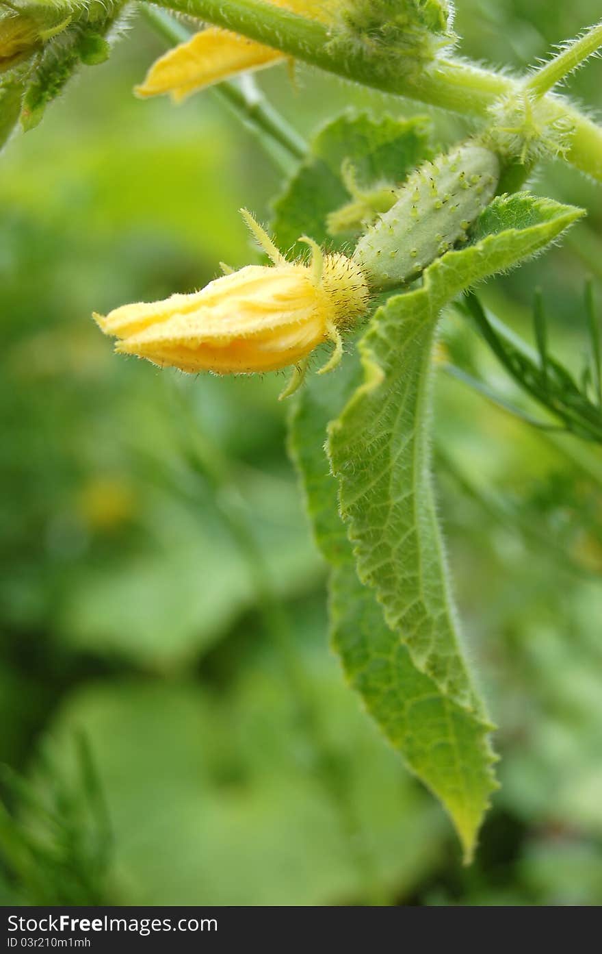 Cucumber flower