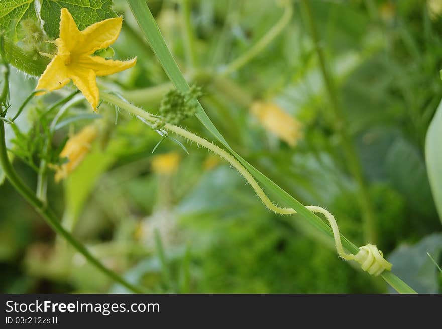 Growing cucumber in the garden. Growing cucumber in the garden