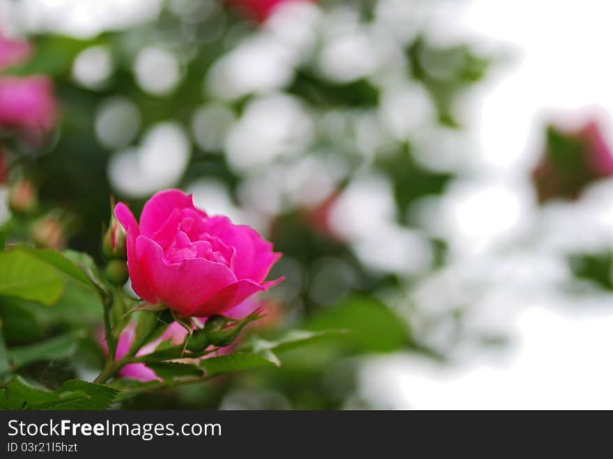 Beautiful fresh pink rose bloom in summer